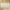 Invictus Beige Matte