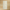Invictus Beige Matte